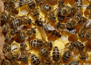 মধু-ও-মৌমাছি