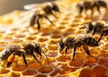 মধু-মৌমাছি