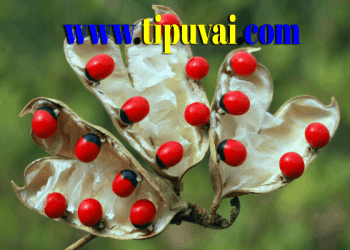 রত্তিদানা