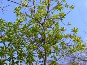 বহেড়া