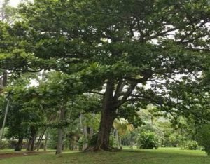 hartaki tree
