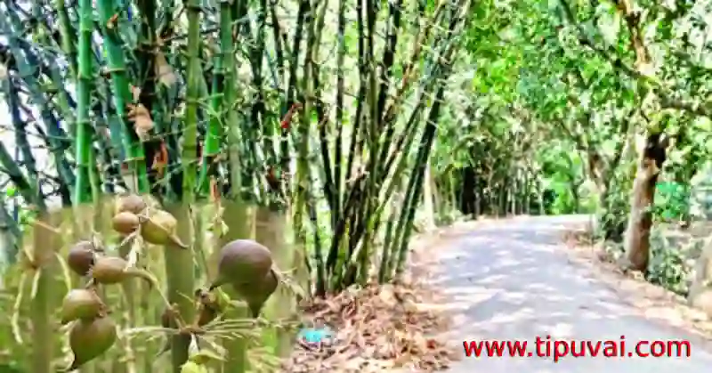 বাঁশ ফল খেলে ইঁদুরের যৌবনে জোয়ার আসে