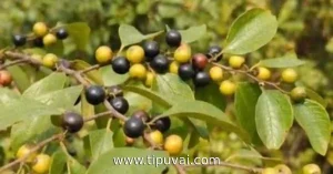 জংলী বরই বা শিয়াকুল লড়াই করে বাঁচে আর মৃত দেহের গোসলে কাজ দেয়