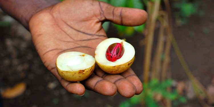 জায়ফল Nutmeg