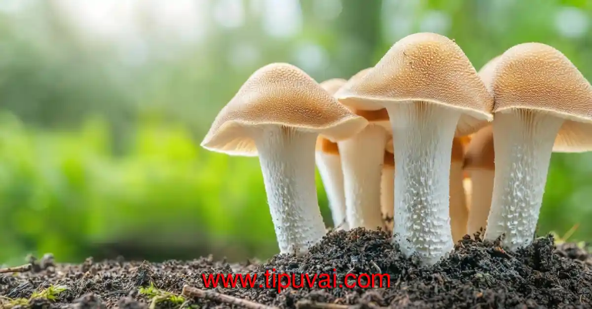 ব্যাঙের ছাতা - Mushroom বিরক্তকর হলেও জনহিতকর বটে