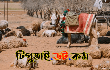 বেদুইন