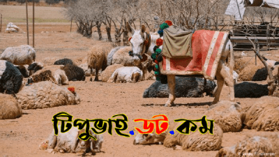বেদুইন