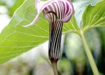 Snake Lily