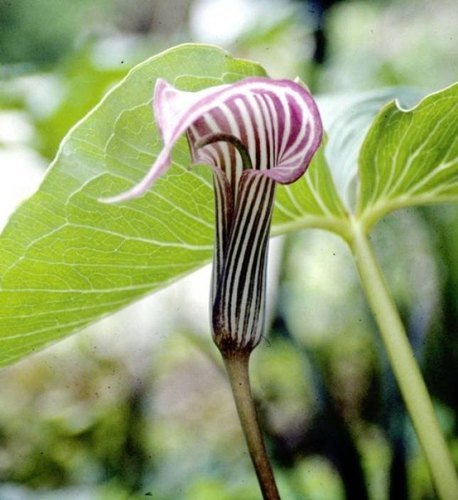 Snake Lily