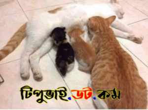 বিড়াল