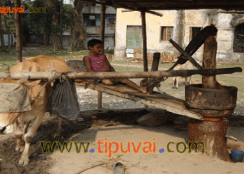 তেলের ঘানি