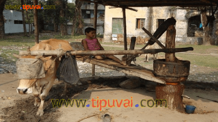 তেলের ঘানি