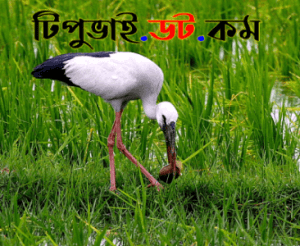 শামখোল