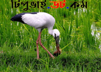 শামখোল