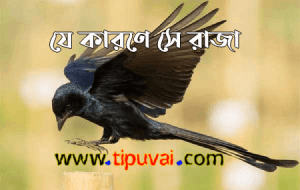 ফিঙ্গে