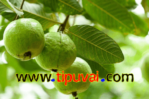 পেয়ারা