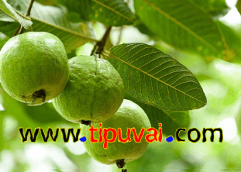 পেয়ারা