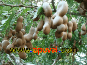 তেঁতুল