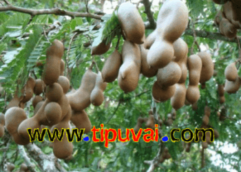 তেঁতুল