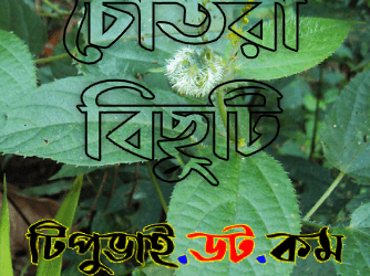 চোতরা_পাতা