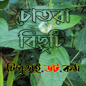 চোতরা_পাতা