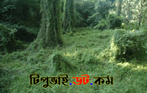 গন্ধভাদালী