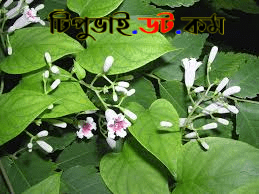 গন্ধভাদালী