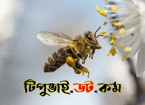 মৌমাছি