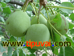 ফল