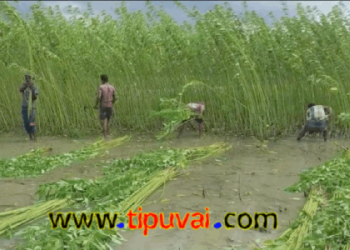 পাট