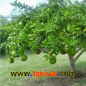 ক্যালাবাস