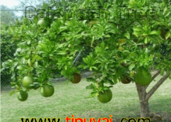 ক্যালাবাস