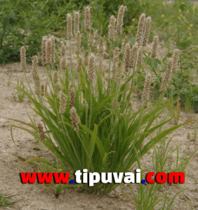 ইসবগুলের ভুষি