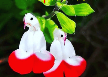 উষ্ণ অধর