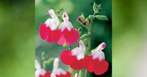 ঠোঁটকাটা ফুল