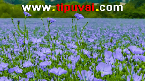 তিসি