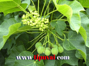 জামাল গোটা - Jatropha curcas এর তেলেসমাতি