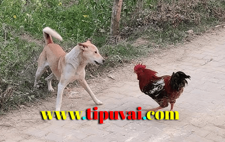কুকুর