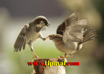 চড়ুই পাখি