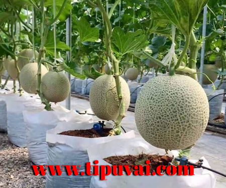 শাম্মাম কাহিনী