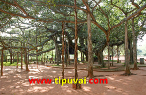 বটগাছের ছায়া