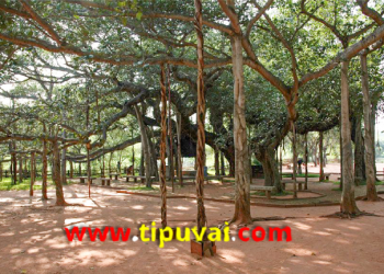 বটগাছের ছায়া