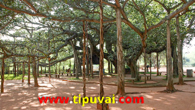 বটগাছের ছায়া