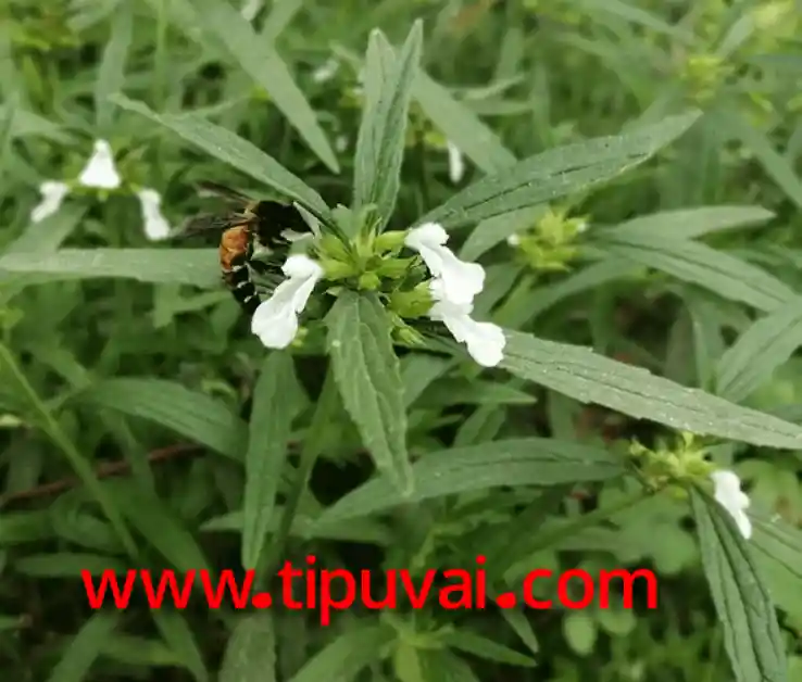 দণ্ডকলস প্রকৃতির উপকারী উদ্ভিদ