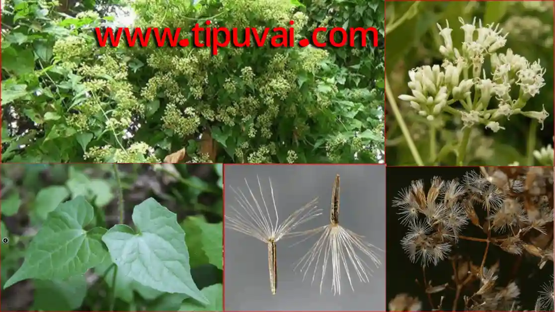 রিফিউজি লতা গুনের আধার