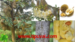 ডুরিয়ান