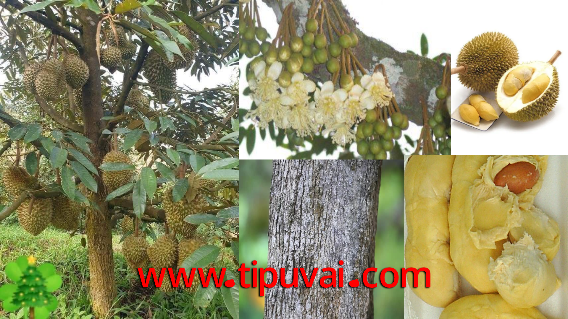 ডুরিয়ান