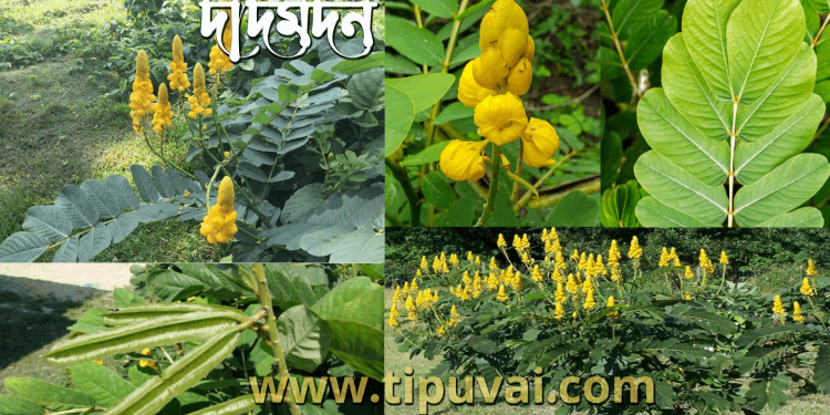 দার্দমর্দন