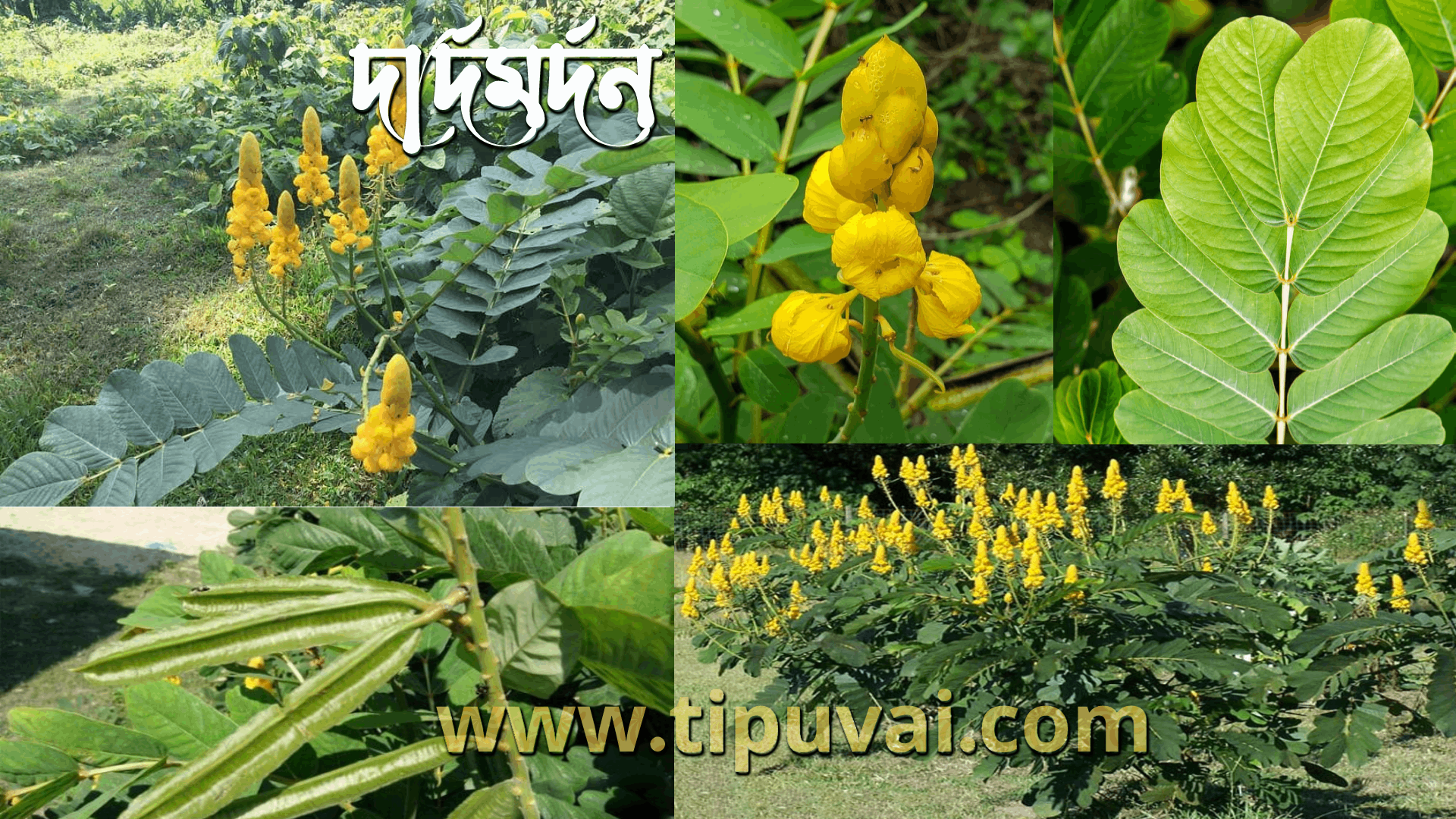 দার্দমর্দন