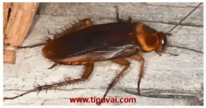 তেলাপোকা যখন আমেরিকান কিংবা জার্মানীর হয়